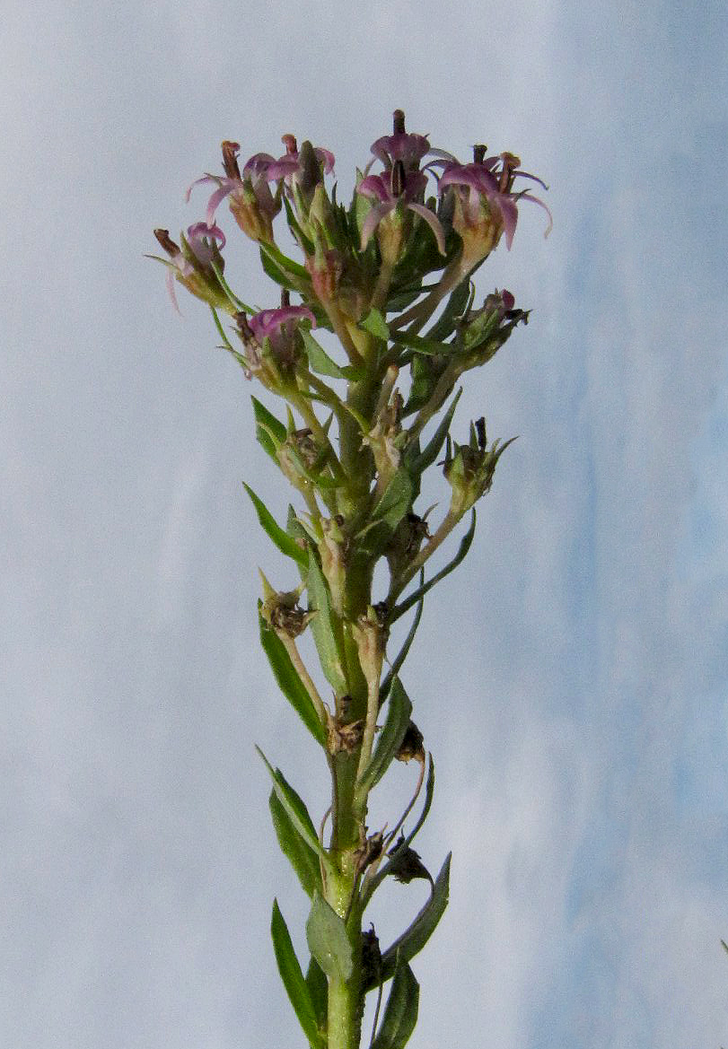 Lobelia sonderiana