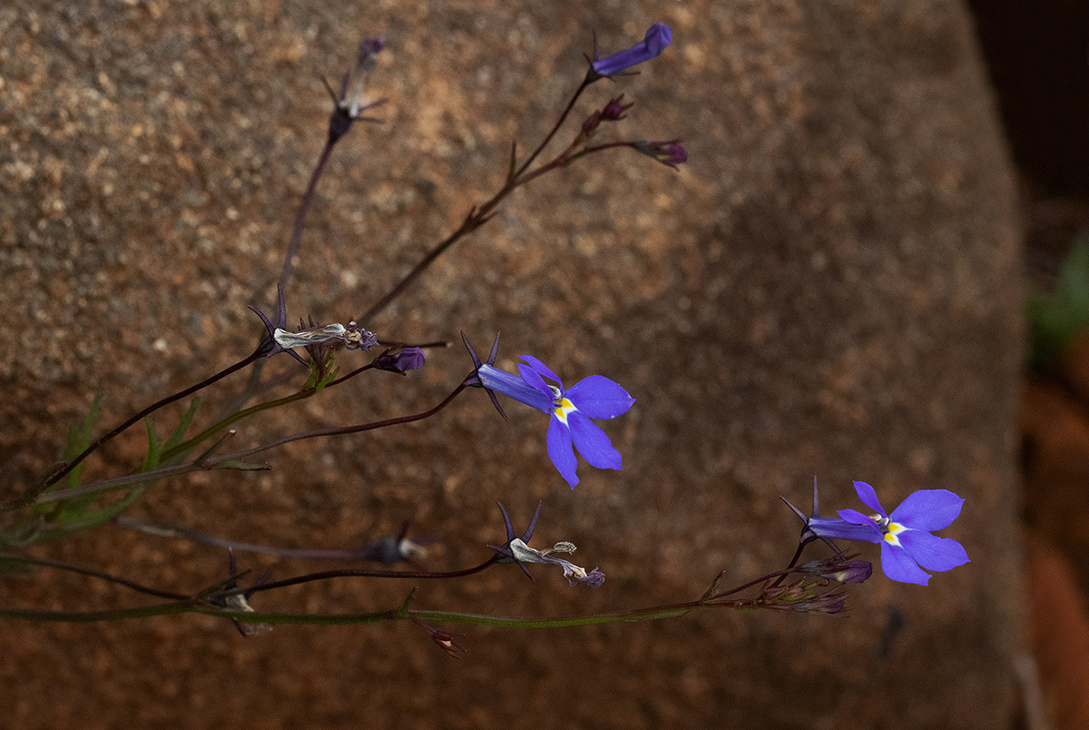 Lobelia erinus Lobelia erinus