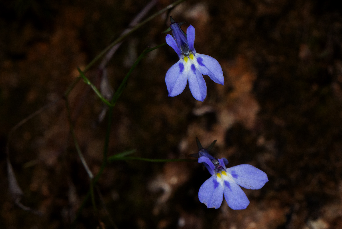 Lobelia erinus Lobelia erinus