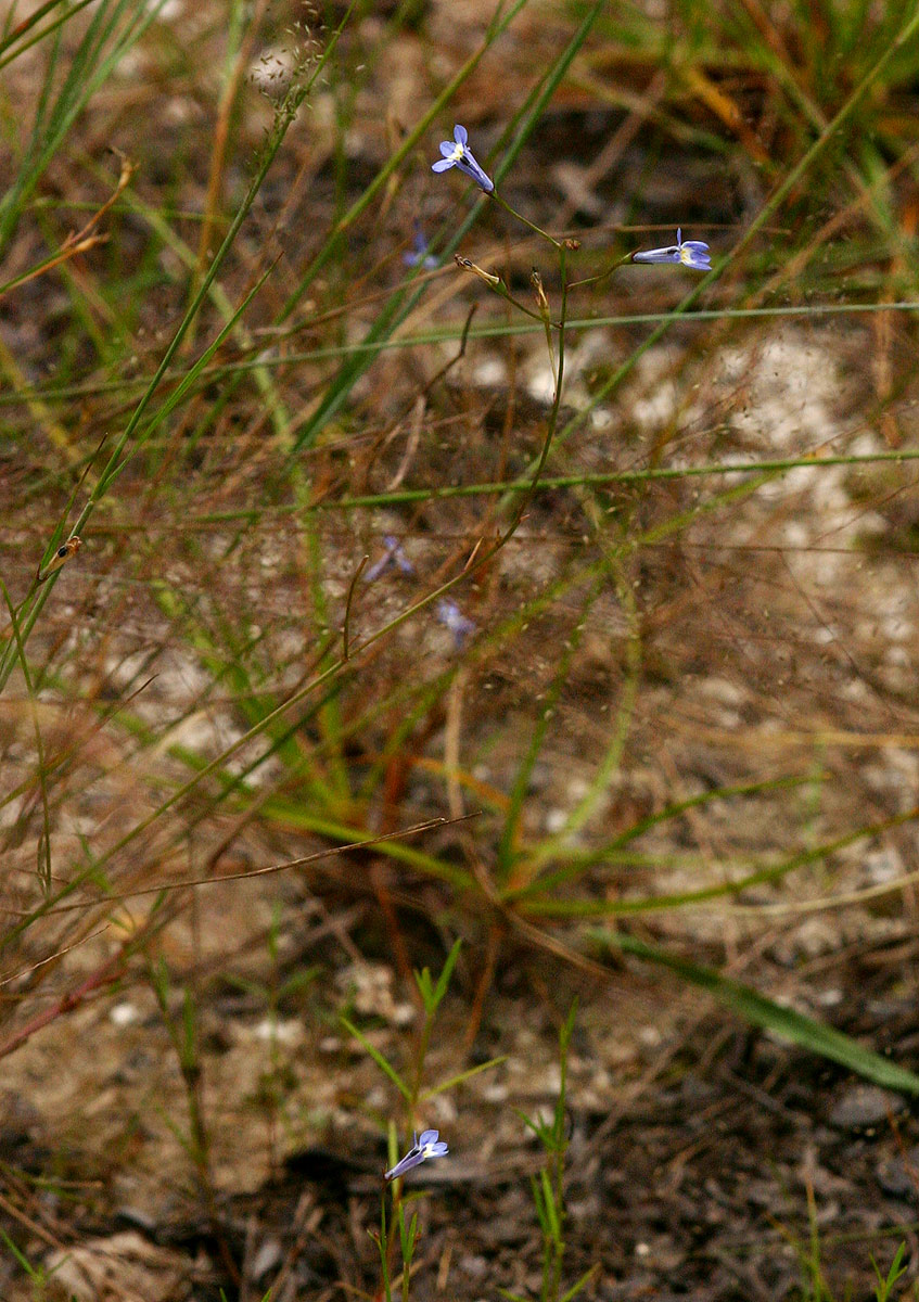 Lobelia erinus Lobelia erinus