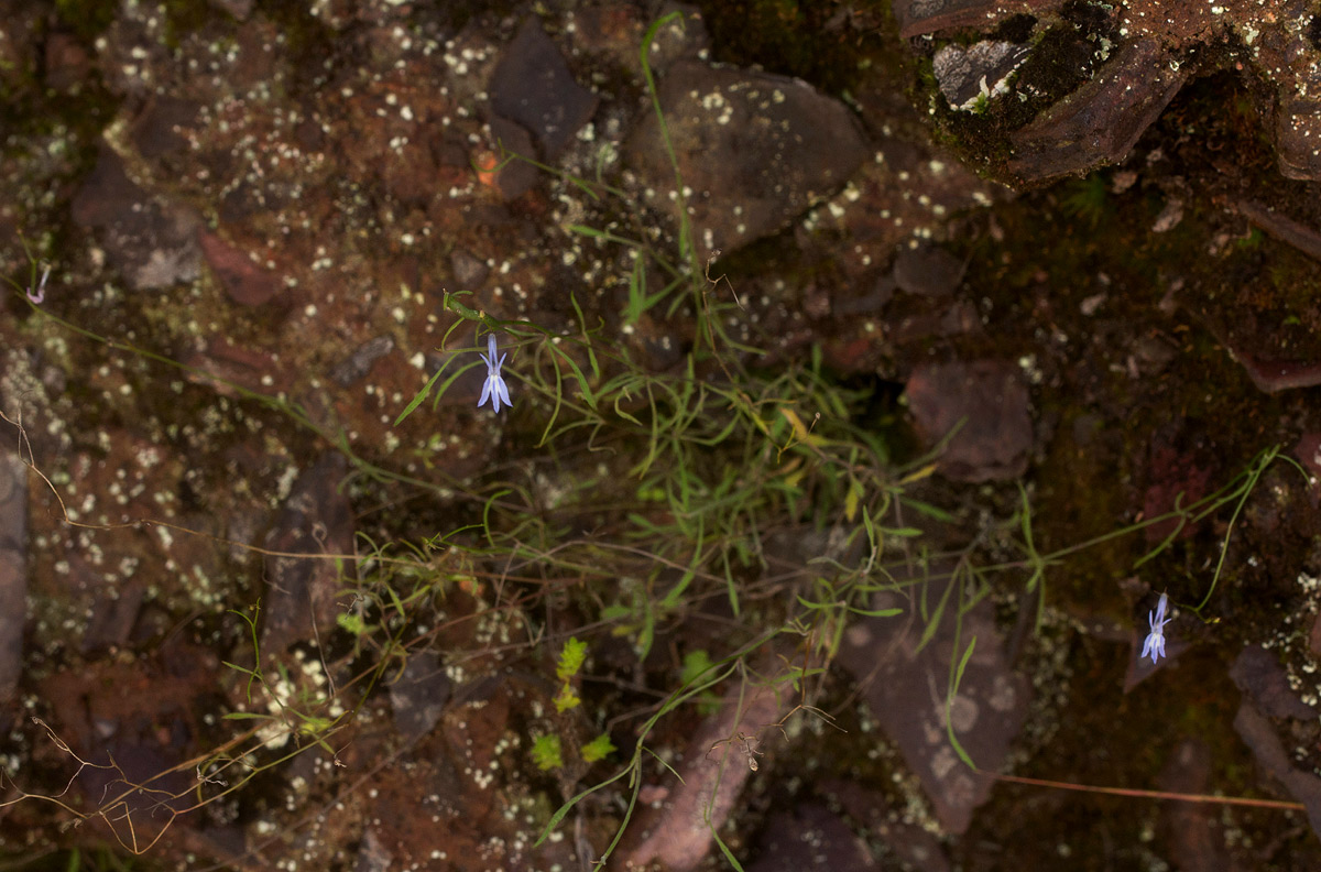 Lobelia erinus Lobelia erinus