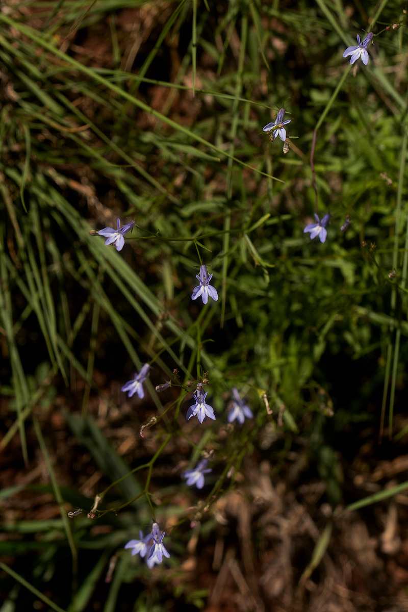 Lobelia erinus Lobelia erinus