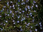 Lobelia kirkii