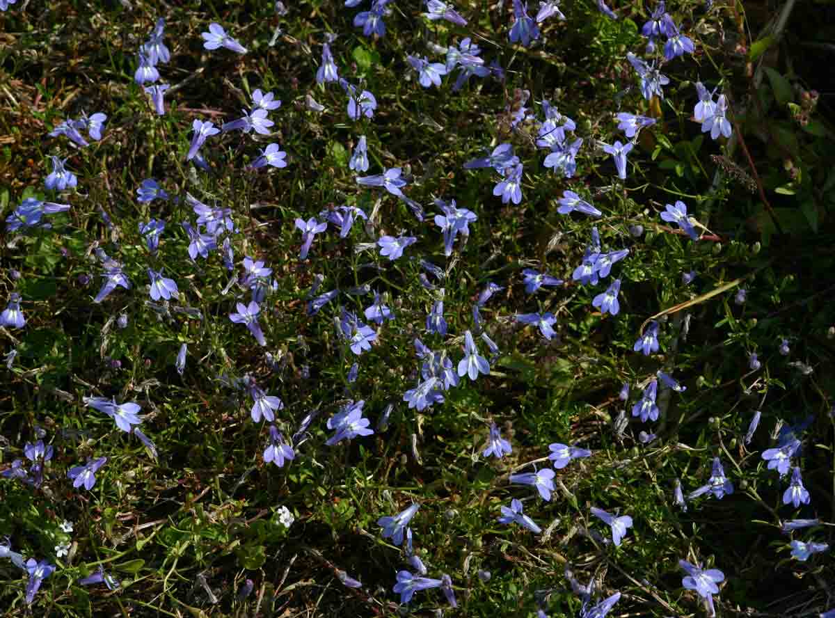 Lobelia kirkii Lobelia kirkii