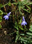 Lobelia kirkii