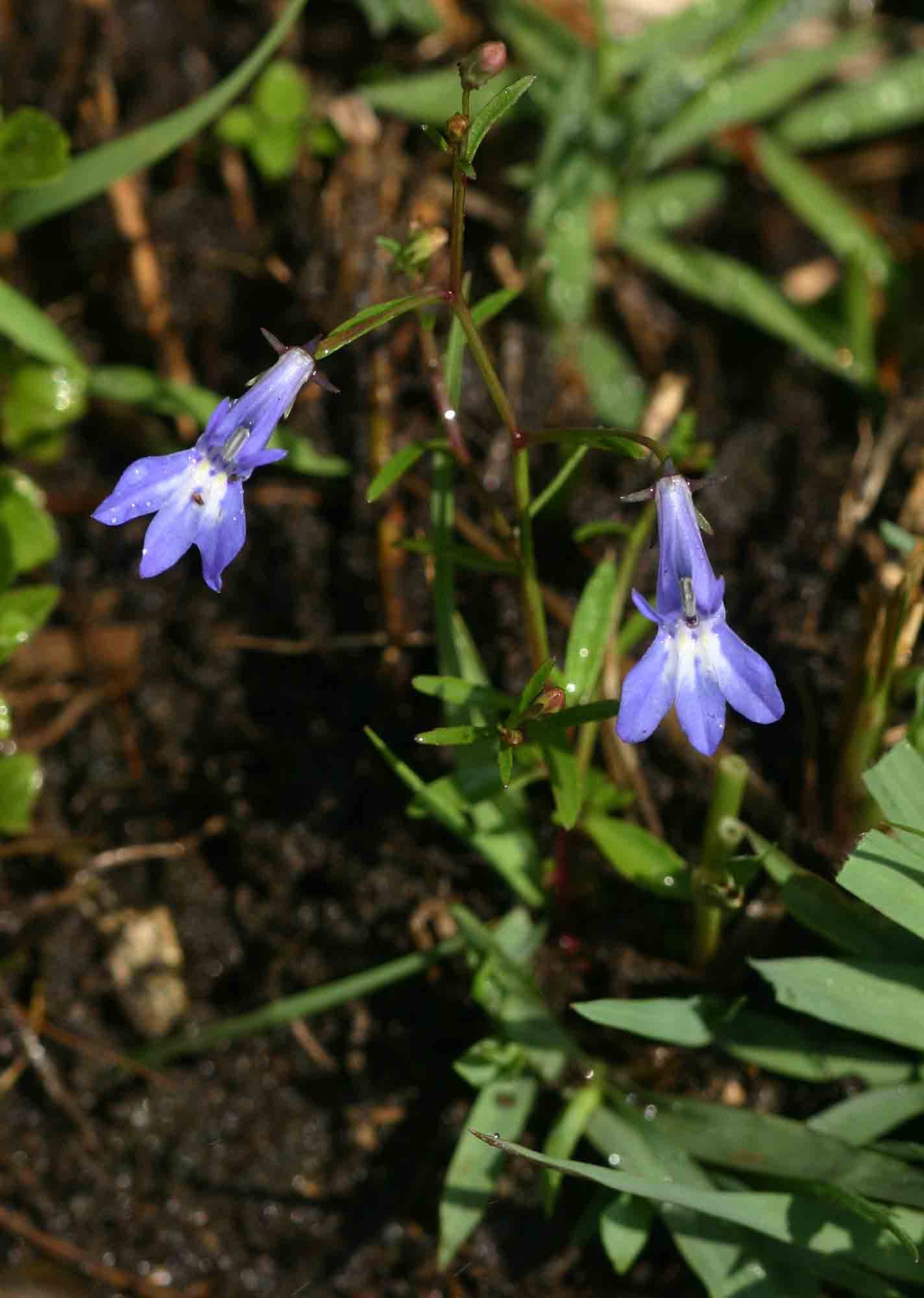 Lobelia kirkii Lobelia kirkii