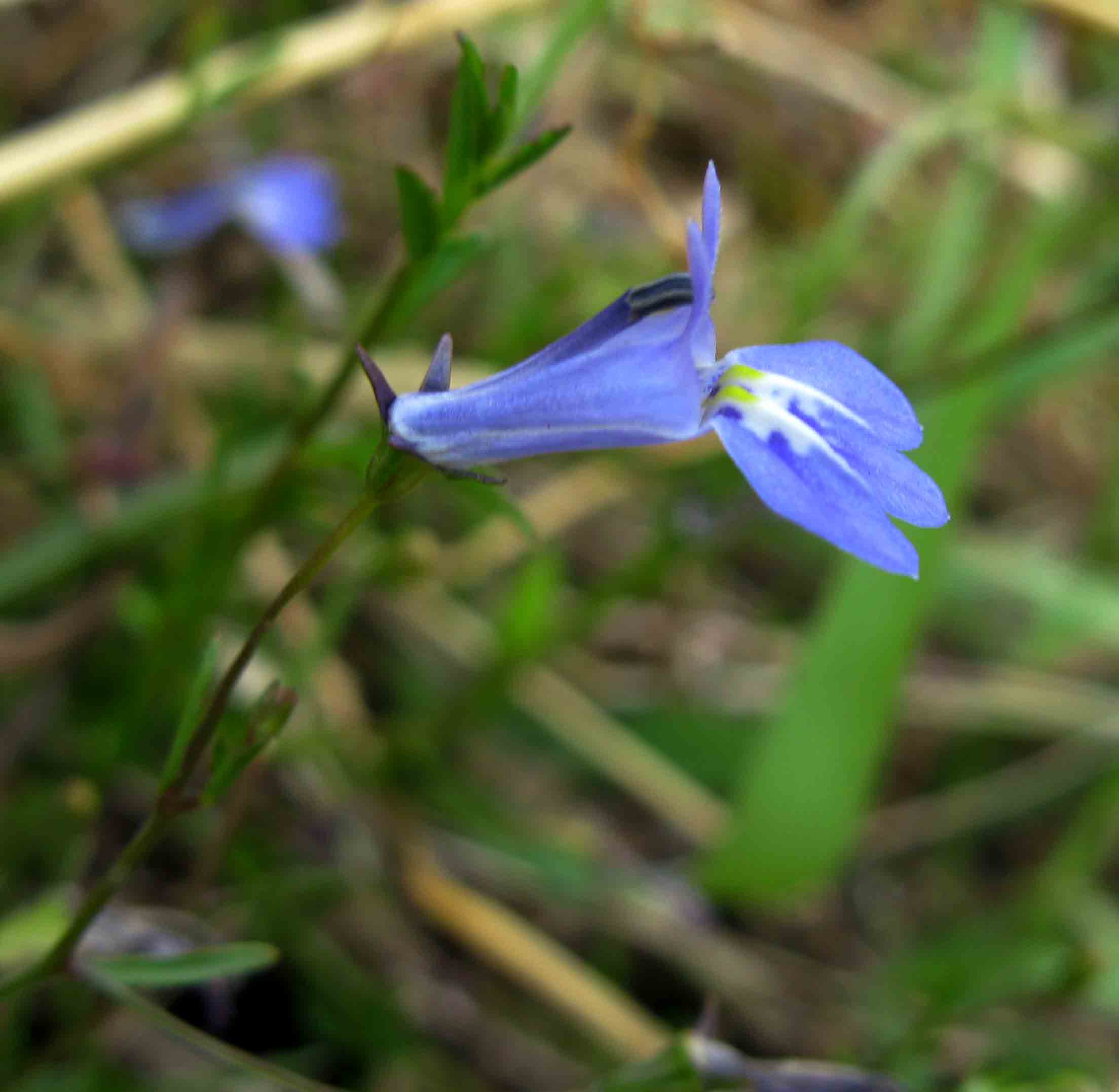 Lobelia kirkii Lobelia kirkii