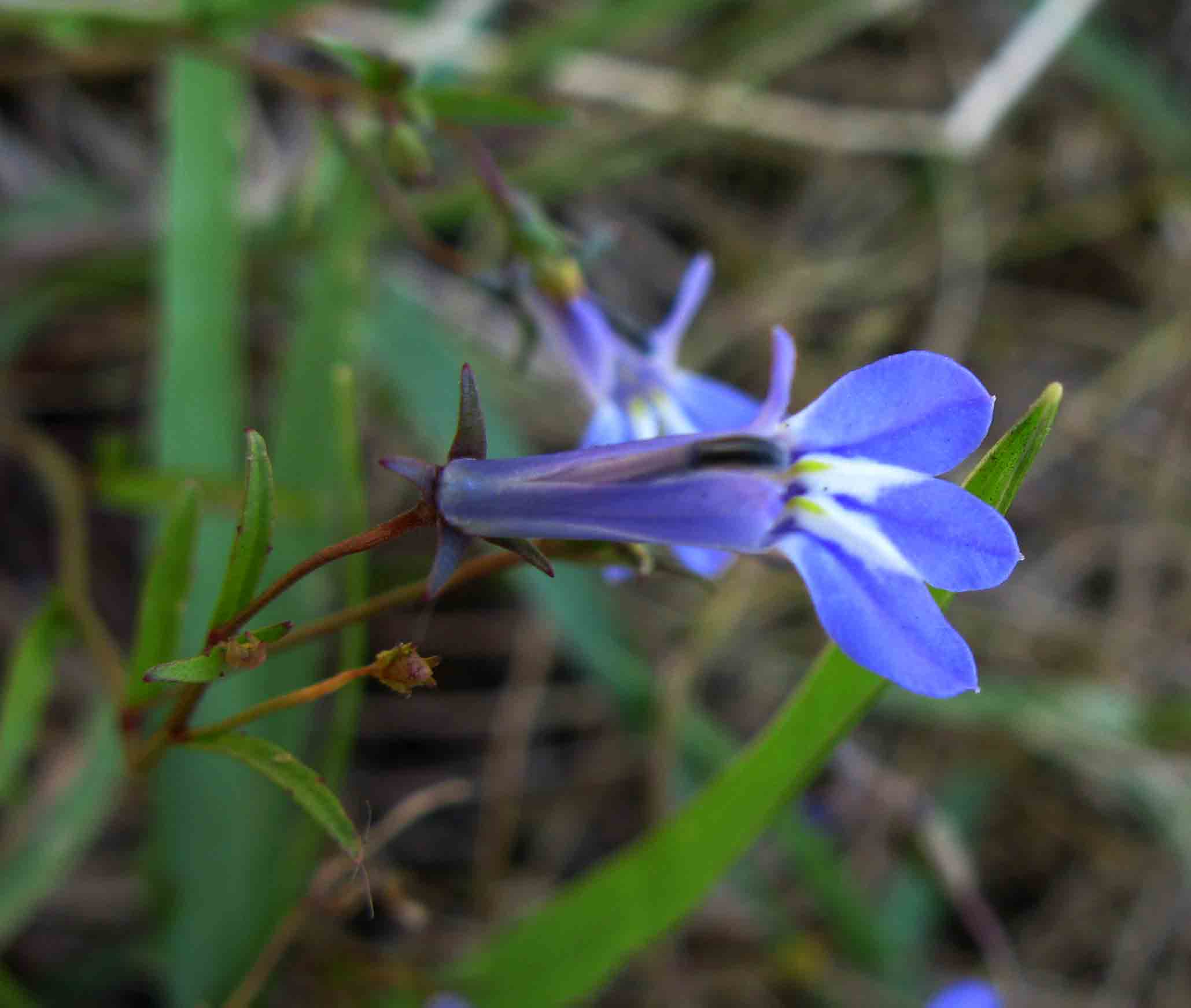 Lobelia kirkii Lobelia kirkii