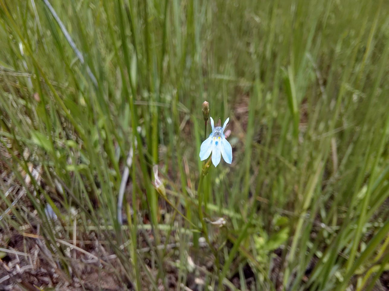Lobelia welwitschii