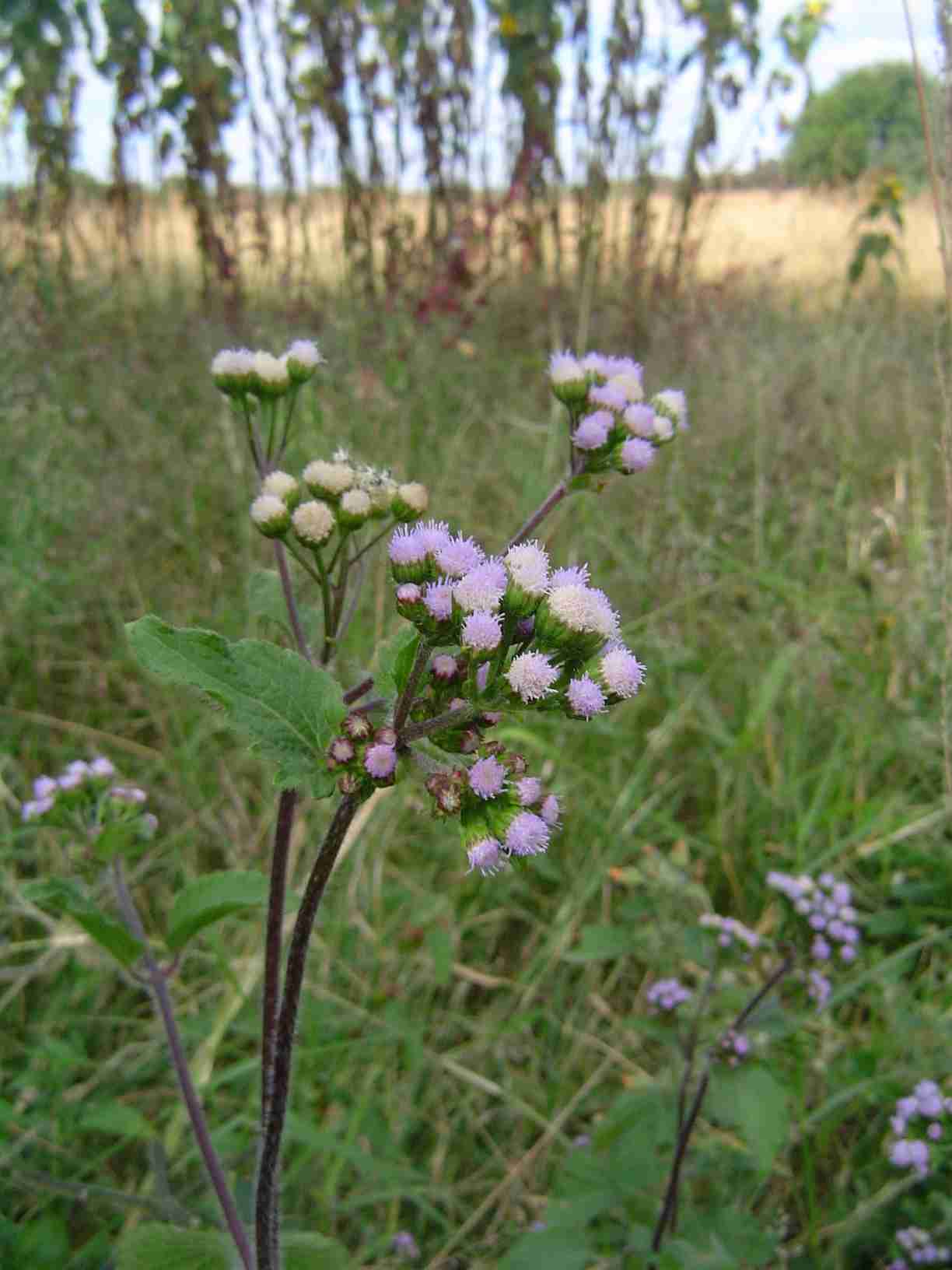 Ageratum conyzoides Ageratum conyzoides