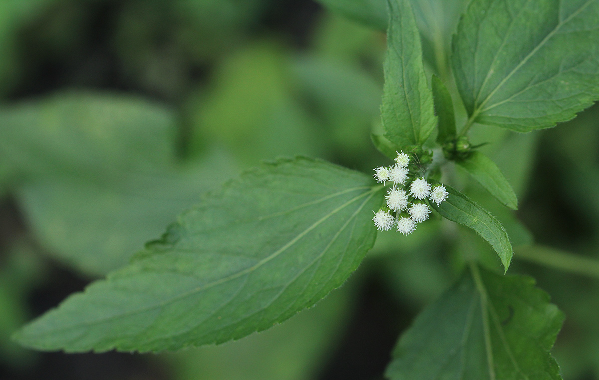 Ageratum conyzoides Ageratum conyzoides