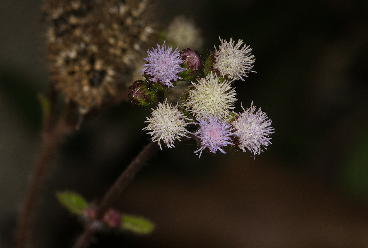 Ageratum conyzoides Ageratum conyzoides