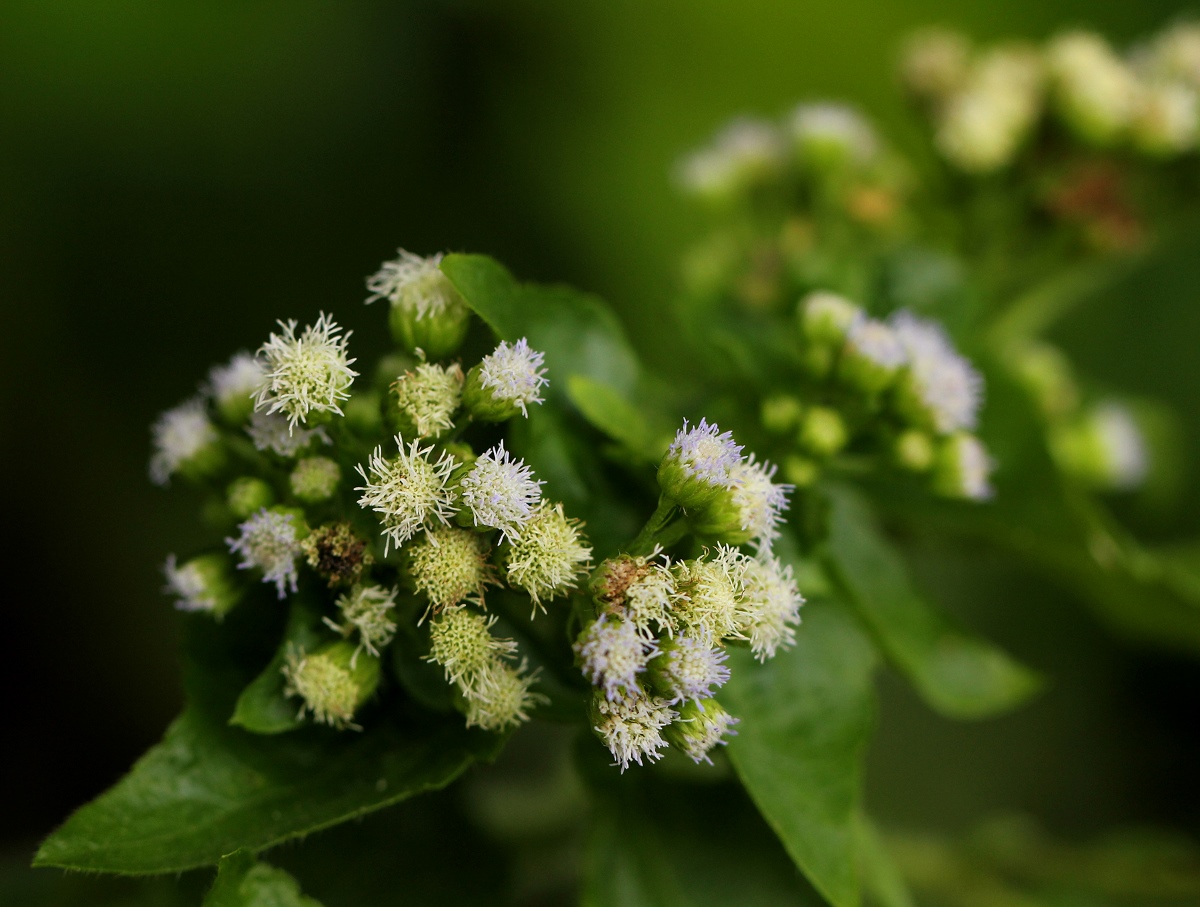 Ageratum conyzoides Ageratum conyzoides