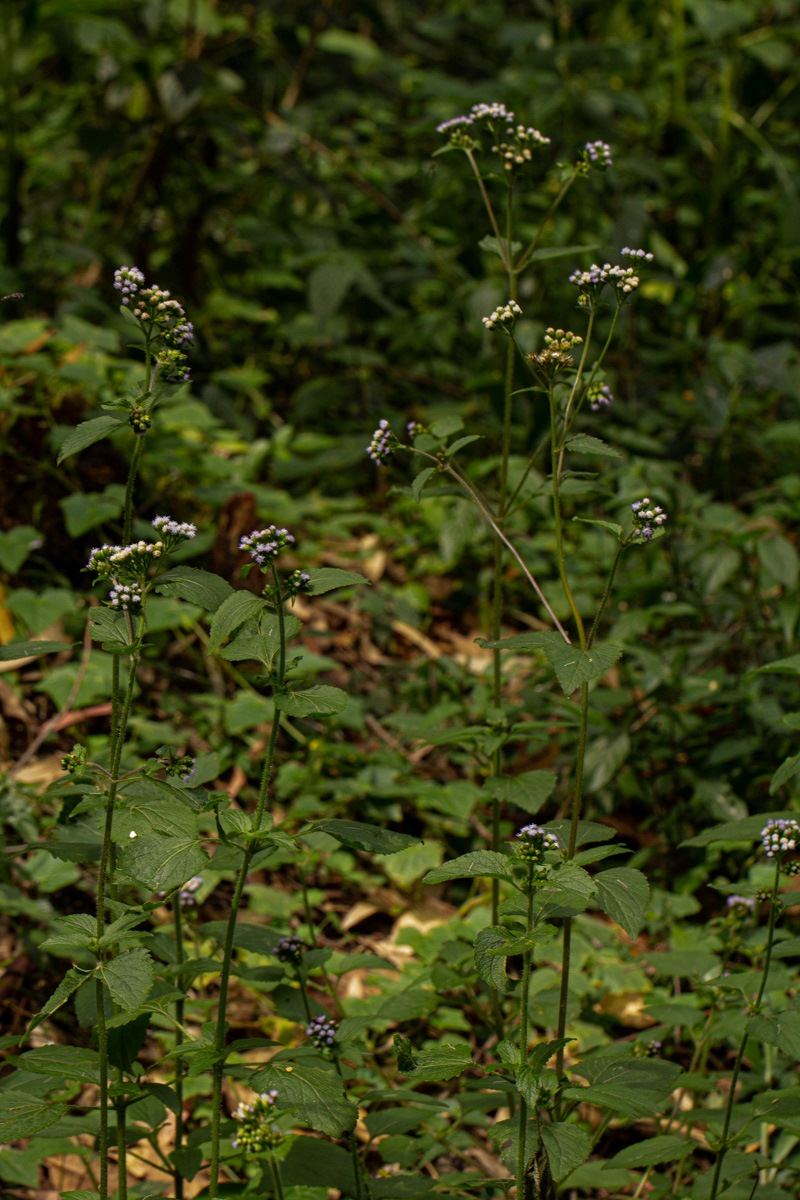 Ageratum conyzoides Ageratum conyzoides