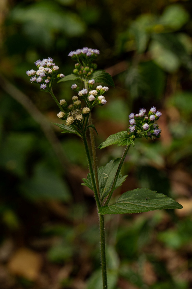 Ageratum conyzoides Ageratum conyzoides