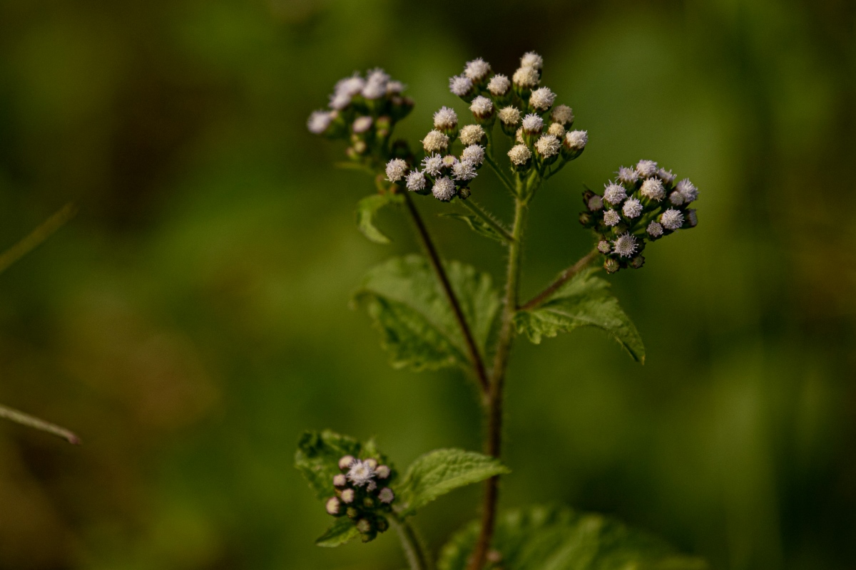 Ageratum conyzoides Ageratum conyzoides