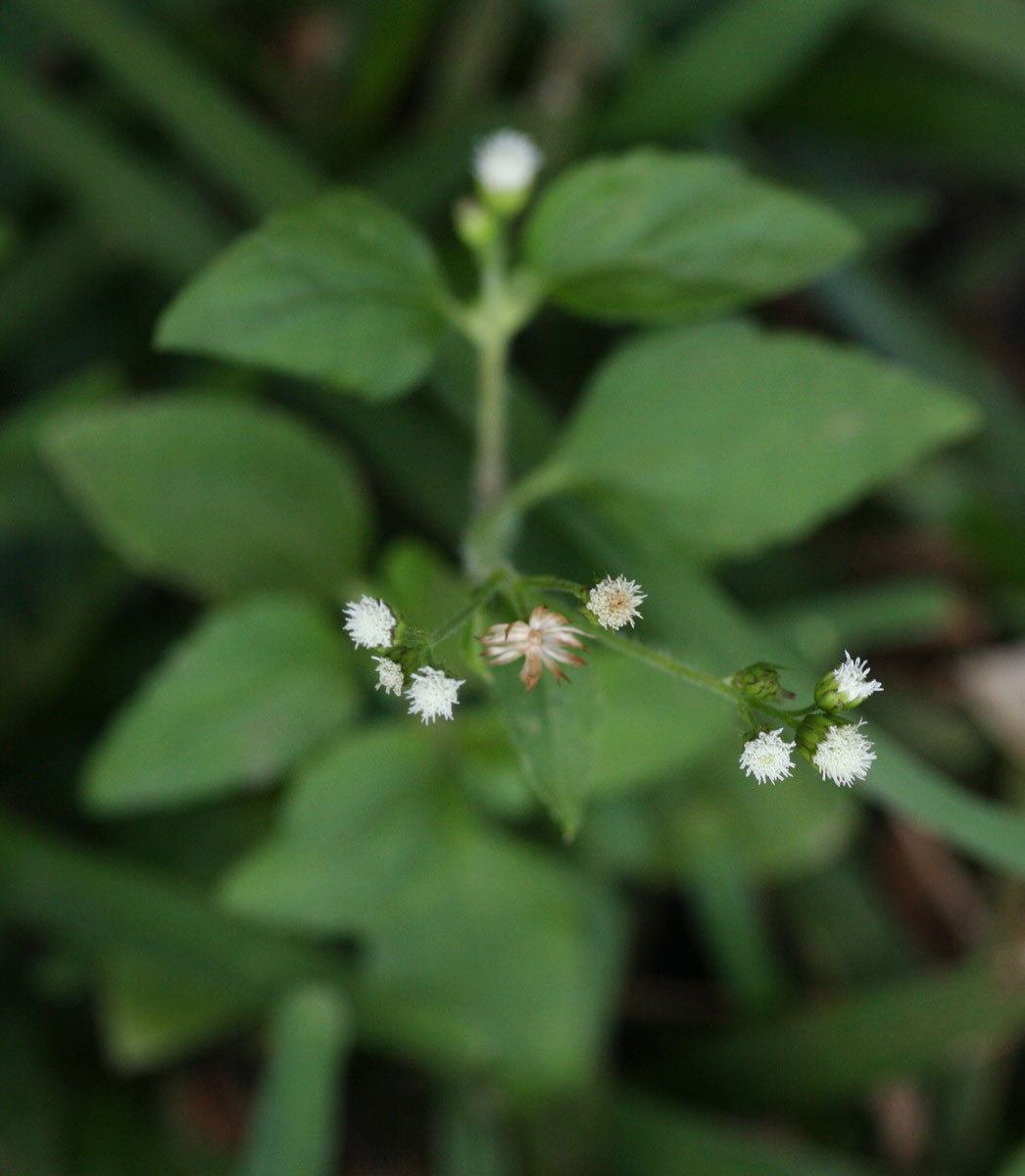 Ageratum conyzoides Ageratum conyzoides