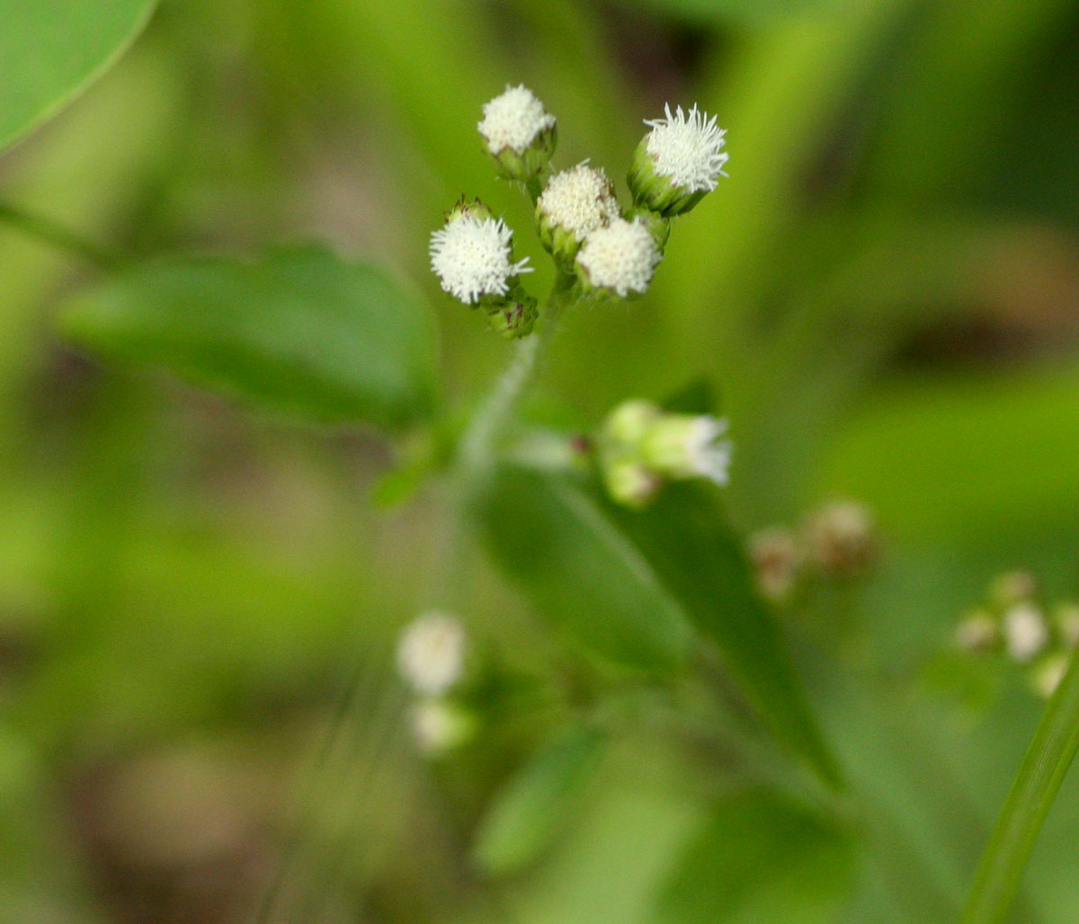 Ageratum conyzoides Ageratum conyzoides