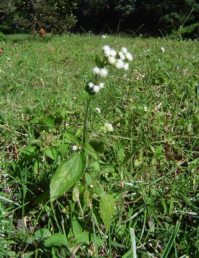 Ageratum conyzoides Ageratum conyzoides