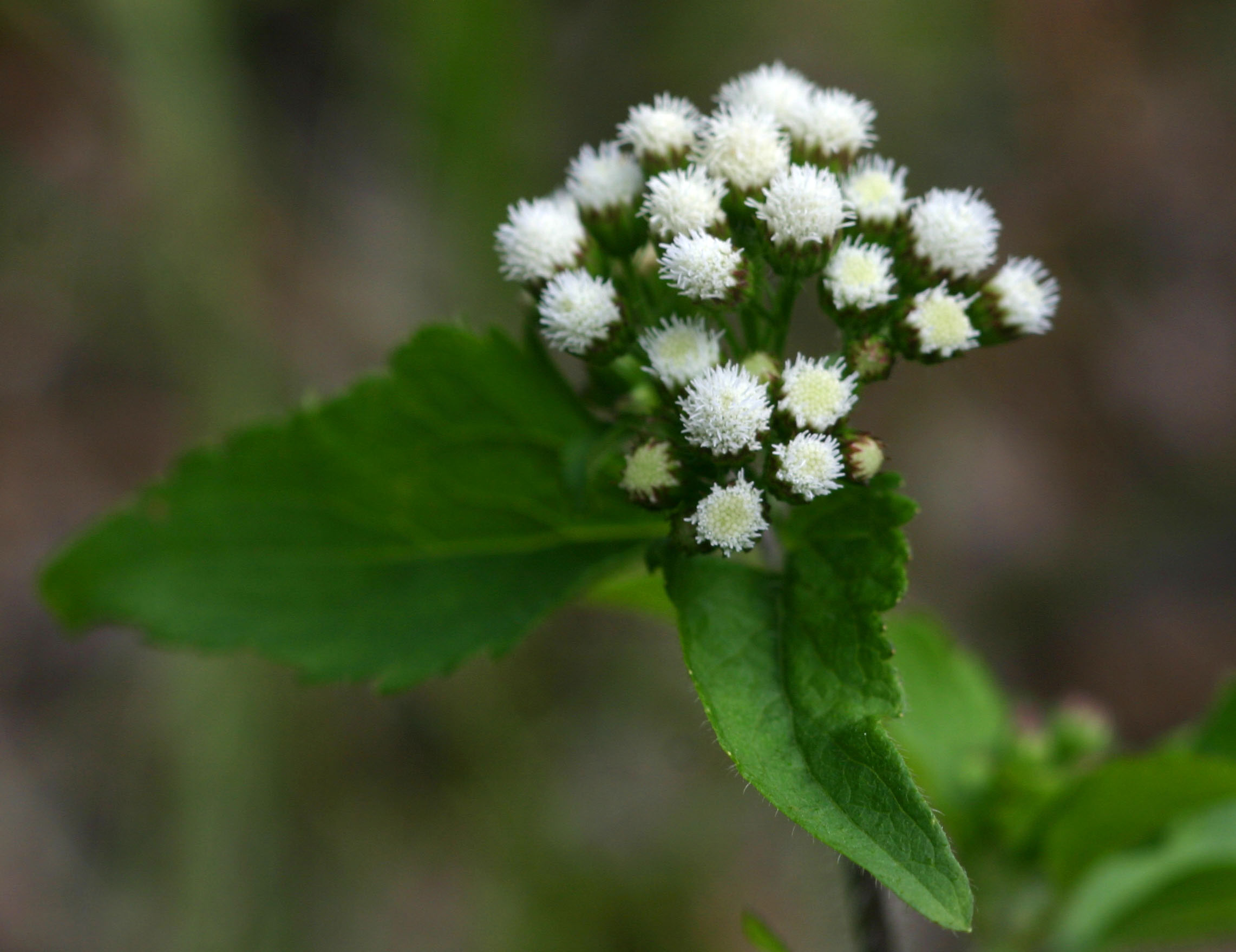Ageratum conyzoides Ageratum conyzoides
