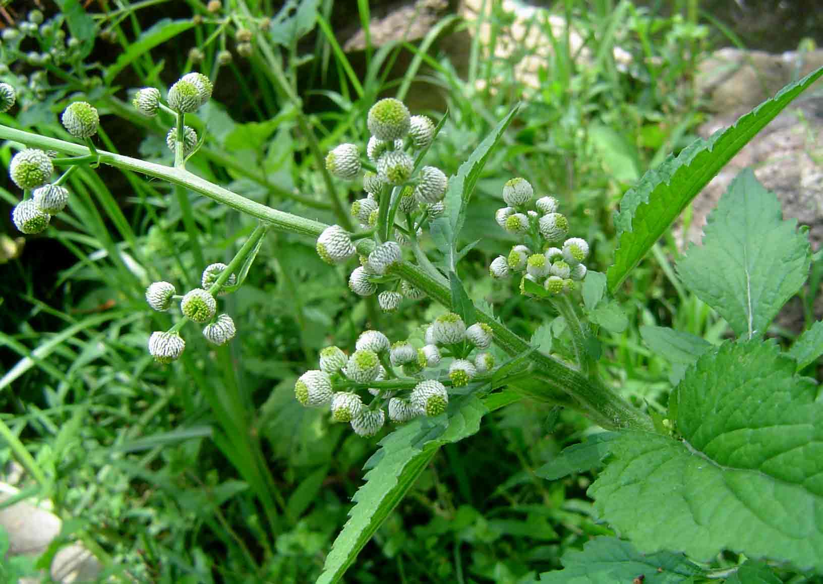 Dichrocephala integrifolia subsp. integrifolia Dichrocephala integrifolia subsp. integrifolia