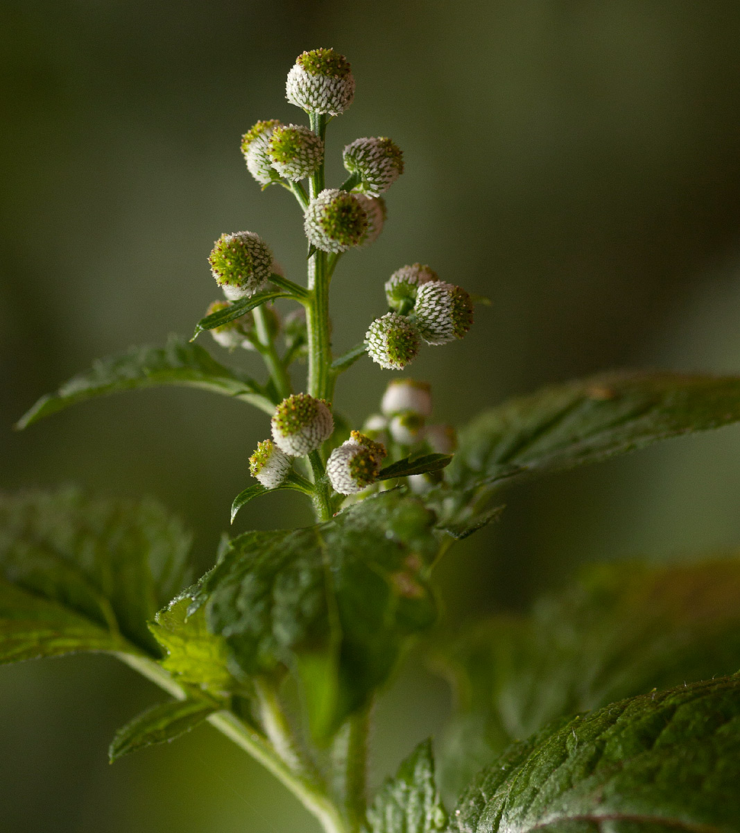 Dichrocephala integrifolia subsp. integrifolia Dichrocephala integrifolia subsp. integrifolia