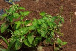 Dichrocephala integrifolia subsp. integrifolia