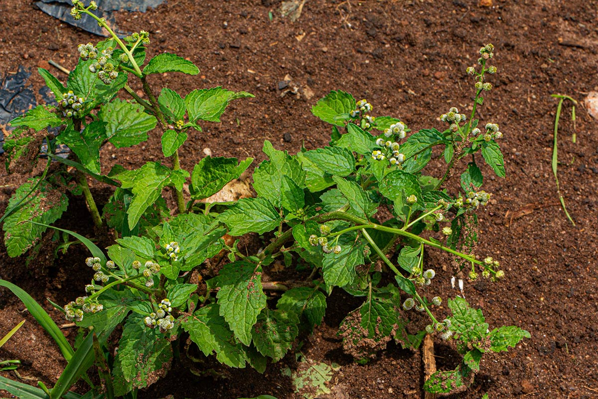 Dichrocephala integrifolia subsp. integrifolia Dichrocephala integrifolia subsp. integrifolia