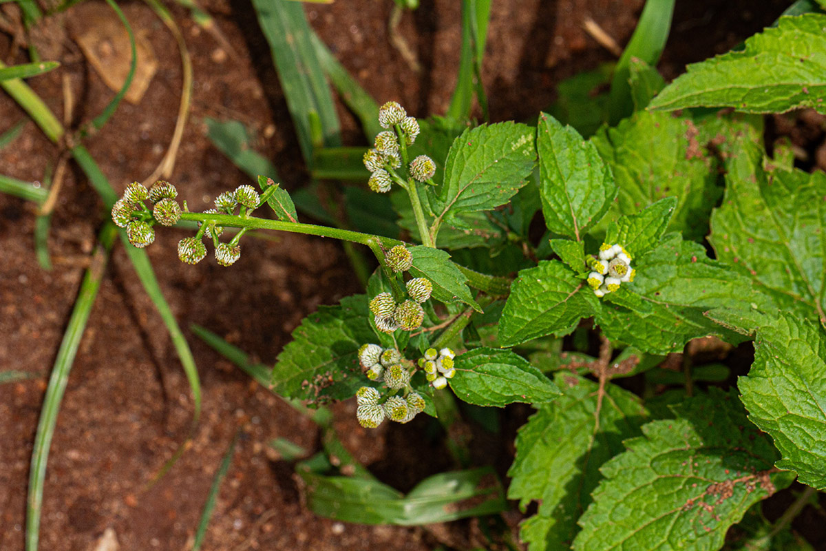 Dichrocephala integrifolia subsp. integrifolia Dichrocephala integrifolia subsp. integrifolia