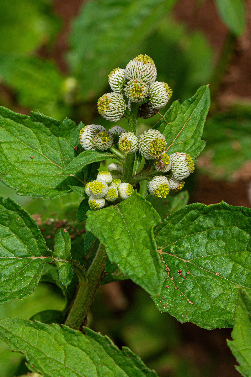 Dichrocephala integrifolia subsp. integrifolia Dichrocephala integrifolia subsp. integrifolia
