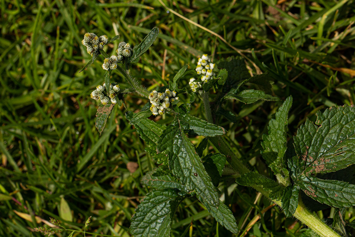 Dichrocephala integrifolia subsp. integrifolia Dichrocephala integrifolia subsp. integrifolia
