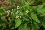 Dichrocephala integrifolia subsp. integrifolia
