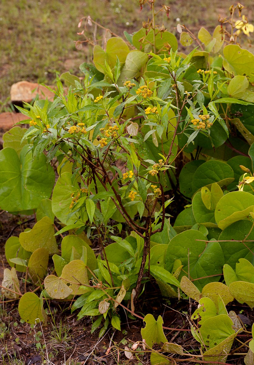 Psiadia punctulata Psiadia punctulata