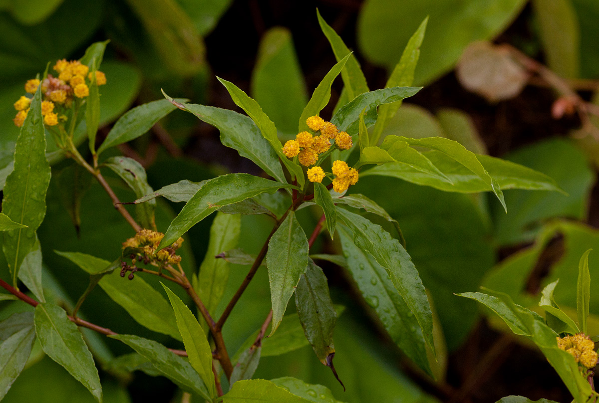 Psiadia punctulata Psiadia punctulata