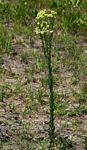 Eschenbachia stricta