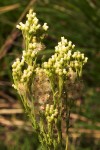 Eschenbachia stricta