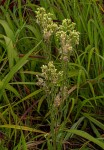 Eschenbachia stricta