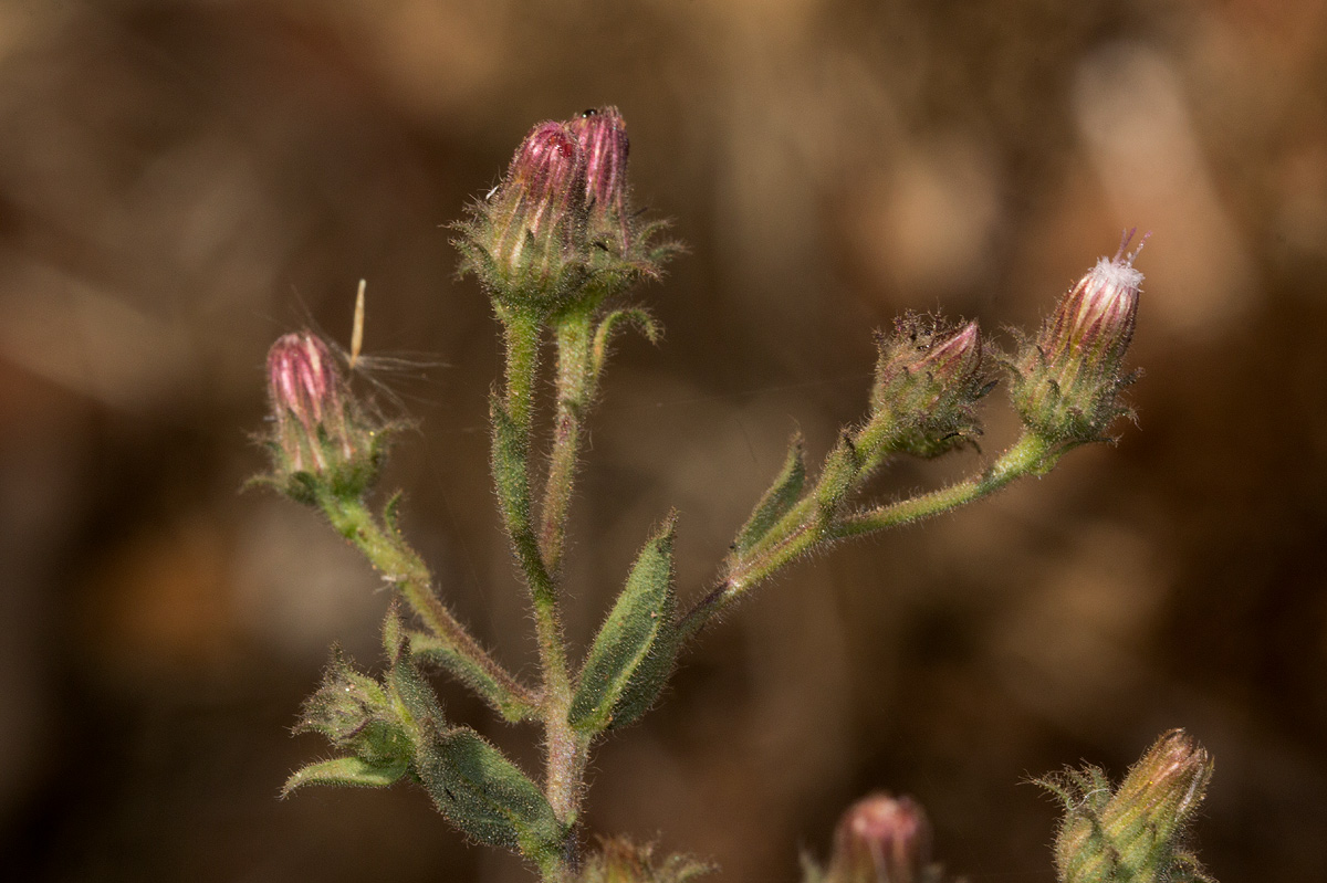 Pseudoconyza viscosa Pseudoconyza viscosa
