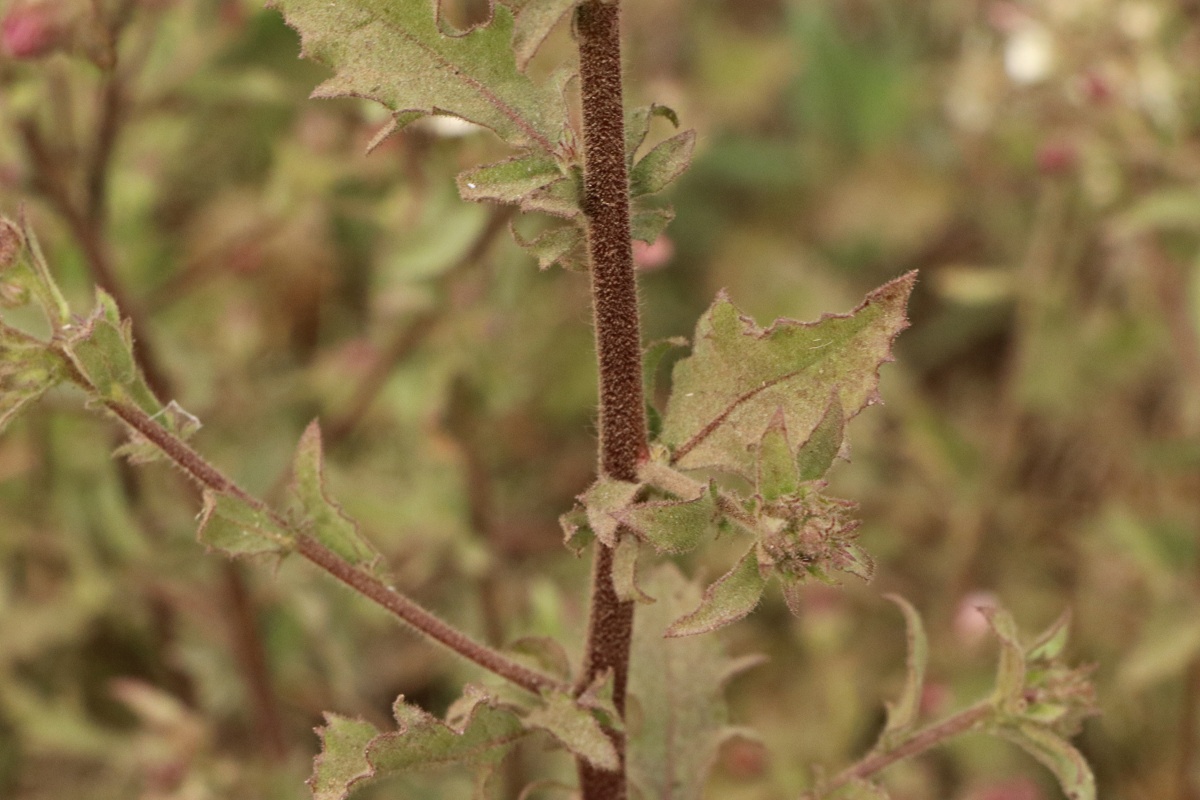 Pseudoconyza viscosa Pseudoconyza viscosa
