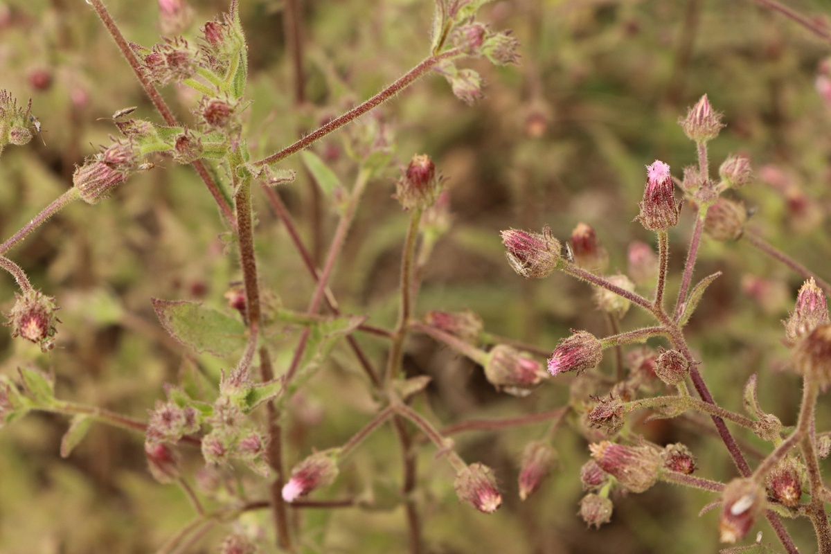 Pseudoconyza viscosa Pseudoconyza viscosa