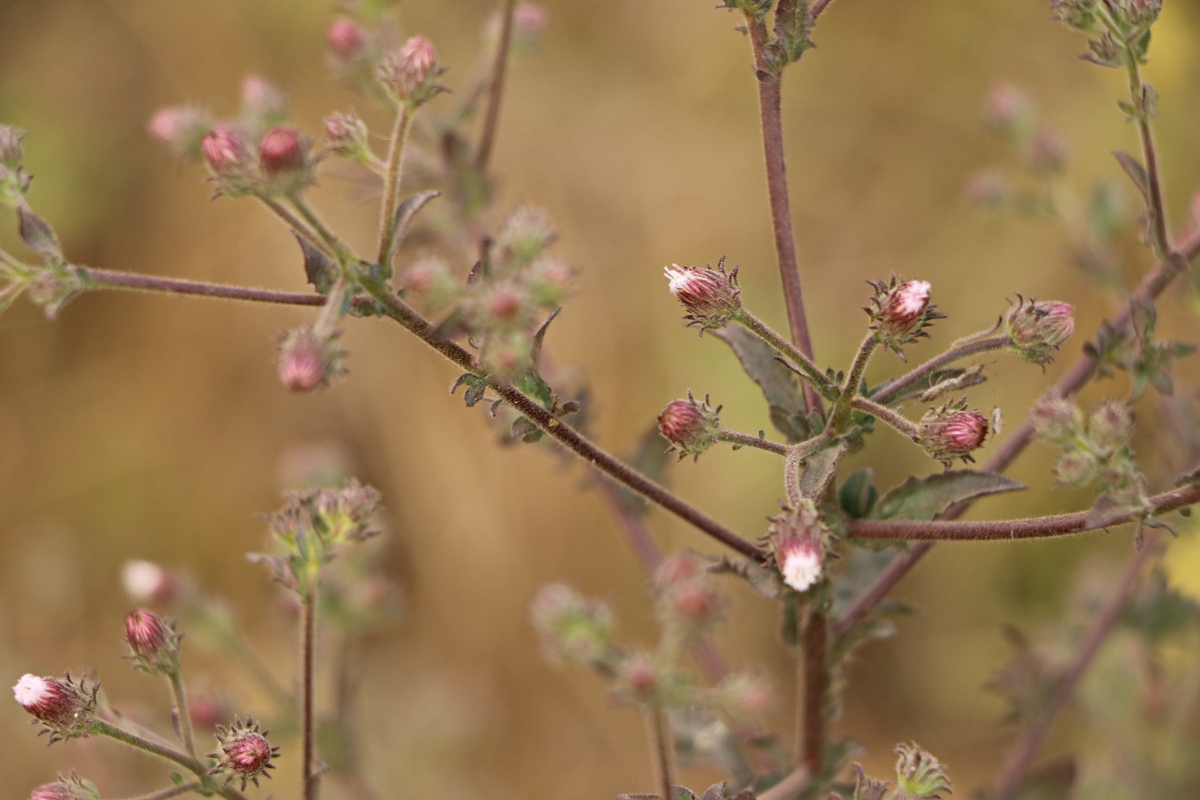 Pseudoconyza viscosa Pseudoconyza viscosa