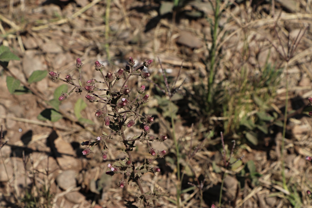 Pseudoconyza viscosa Pseudoconyza viscosa