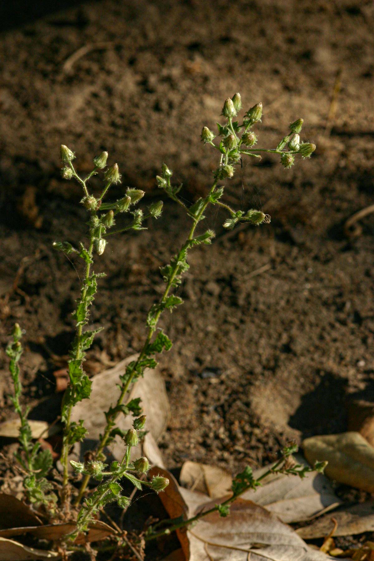 Pseudoconyza viscosa Pseudoconyza viscosa