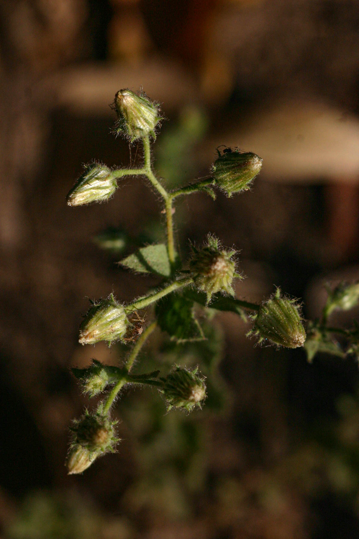 Pseudoconyza viscosa Pseudoconyza viscosa