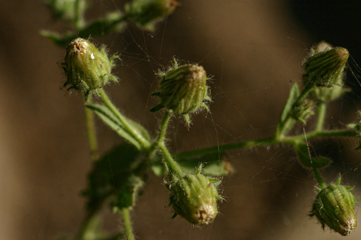 Pseudoconyza viscosa Pseudoconyza viscosa