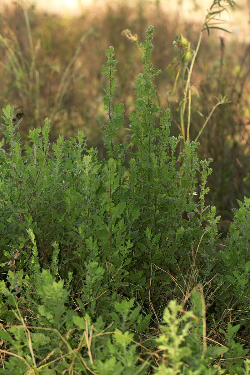 Pseudoconyza viscosa Pseudoconyza viscosa