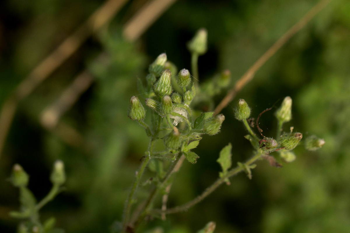 Pseudoconyza viscosa Pseudoconyza viscosa