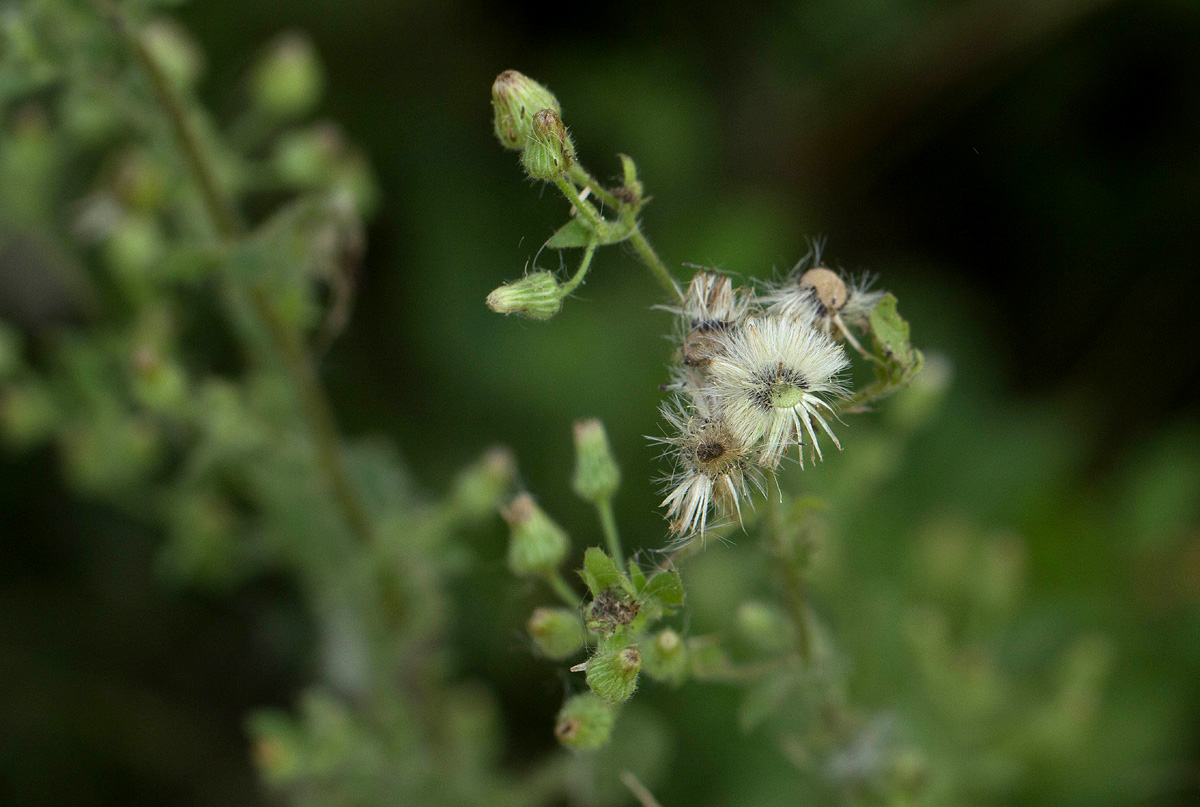 Pseudoconyza viscosa Pseudoconyza viscosa