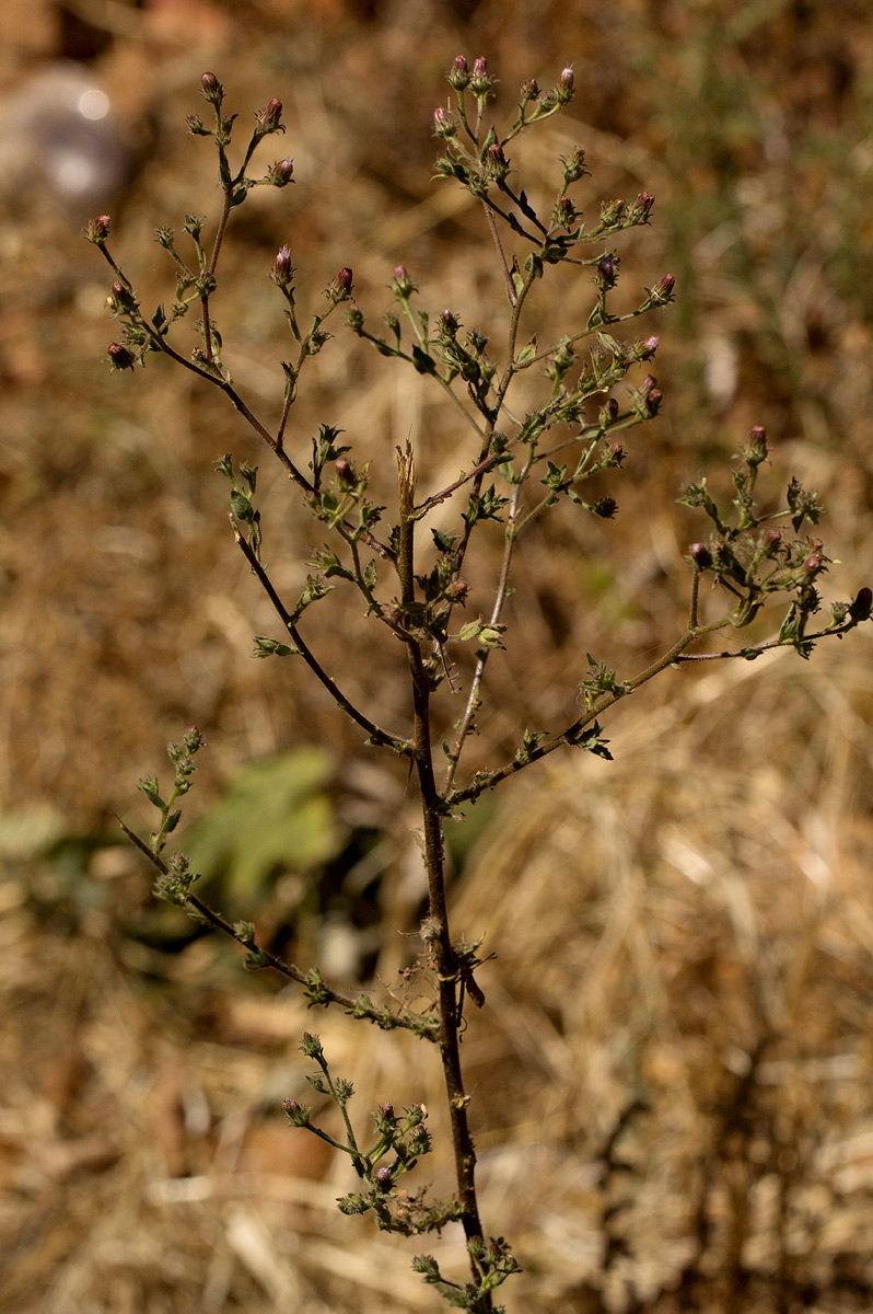 Pseudoconyza viscosa Pseudoconyza viscosa