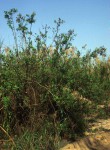 Pluchea dioscoridis